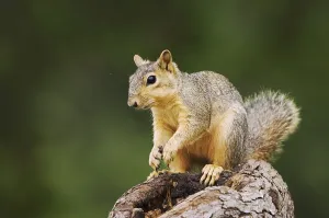Central Texas Wildlife Drucke: Eastern Fox Squirrel (Sciurus niger)