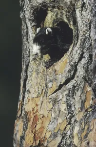 Eastern Fox Squirrel Drucke: Eastern Fox Squirrel (Sciurus niger)