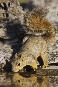 Central Texas Wildlife Drucke: Eastern Fox Squirrel (Sciurus niger)