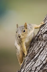 Central Texas Wildlife Drucke: Eastern Fox Squirrel (Sciurus niger)