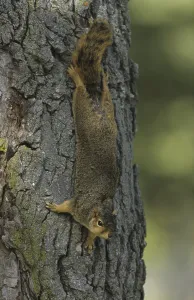Eastern Fox Squirrel Drucke: Eastern Fox Squirrel (Sciurus niger)