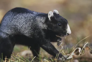 Eastern Fox Squirrel Drucke: Eastern Fox Squirrel (Sciurus niger)
