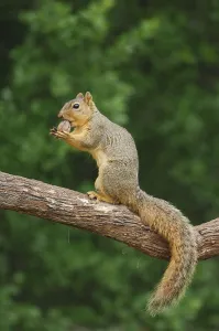 Eastern Fox Squirrel Drucke: Eastern Fox Squirrel (Sciurus niger)
