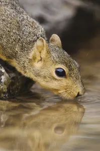 Central Texas Wildlife Drucke: Eastern Fox Squirrel (Sciurus niger)