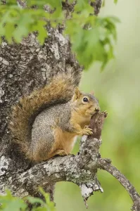 Central Texas Wildlife Drucke: Eastern Fox Squirrel (Sciurus niger)