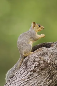 Central Texas Wildlife Drucke: Eastern Fox Squirrel (Sciurus niger)