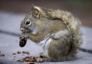 Rodent Foraging Behavior Drucke: Eastern gray squirrel (Sciurus carolinensis)