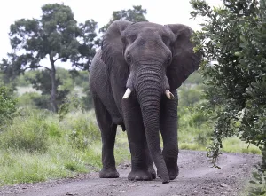 Trunked Nosed Mammals Africa Drucke: Elephant, S