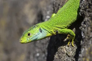Emerald Lizard Drucke: Emerald lizard