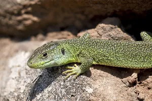 Emerald Lizard Drucke: Emerald lizard
