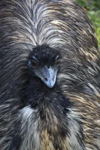 Australian Emu Drucke: Emu
