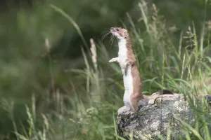 Ermine