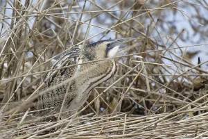 Schleswig Holstein Birds Drucke: Eurasian Bittern (Botaurus stellaris)