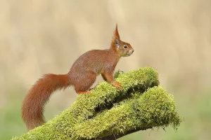 Tree Trunk Covered With Moss Drucke: Eurasian red squirrel (Sciurus vulgaris)