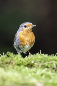 European Robin Photography Drucke: European robin (Erithacus rubecula)