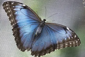 Deserted Jungle Landscape Drucke: Eye butterfly (white morpho)