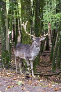 Fallow Deer In Forest Drucke: Fallow deer (Dama dama), standing in the forest