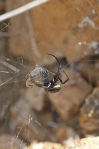 Wild Animal Representation Drucke: False widow