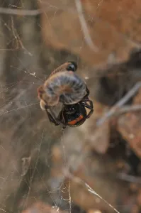 Wild Animal Representation Drucke: False widow
