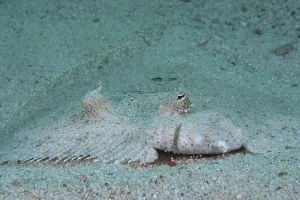 South African Marine Life Drucke: Fasanbutt (Bothus mancus)