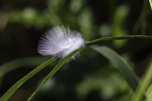 Bird Feather Images Drucke: Down feather