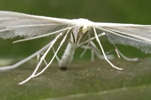 Outdoor Insect Photography Drucke: feather ghost