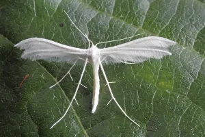 Outdoor Insect Photography Drucke: feather ghost