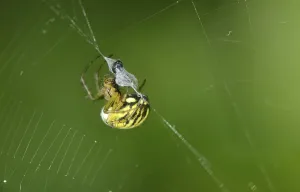 Wild Animal Searching Food Drucke: Female Linyphia triangularis (Linyphia triangularis) with prey