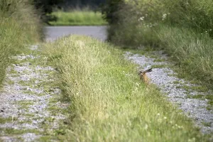 Brown Hare Photo Drucke: Field path with hare