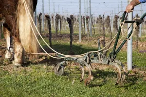 Wine Growing Region In Germany Drucke: Fieldwork
