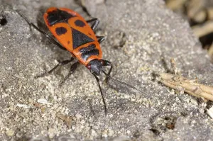 Pterygote Insects Pictures Drucke: Fire bug