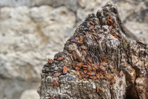 Deserted Tree Trunk Scene Drucke: Fire bug accumulation