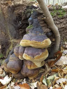 Fungi In The Wild Drucke: Fire sponge (Phellinus robustus)