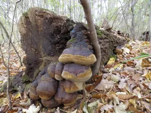 Deciduous Tree Fungus Drucke: Fire sponge (Phellinus robustus)