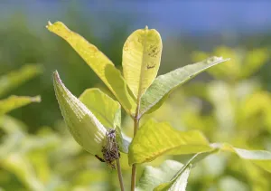 Milkweed Plant Drucke: A firebug is hiding under an fruit