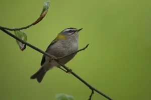 Bird Photography Habitat Drucke: Firecrest on perch