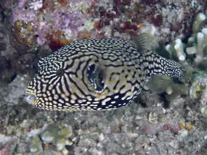 Tropical Reef Fish Drucke: A fish with a complex pattern, map pufferfish (Arothron mappa)