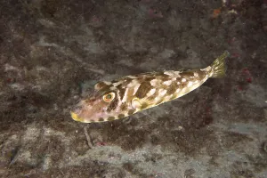 Poisonous Sea Animal Drucke: A fish with a distinctive pattern