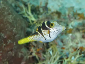 Bali Marine Life Drucke: Fish with distinctive patterns