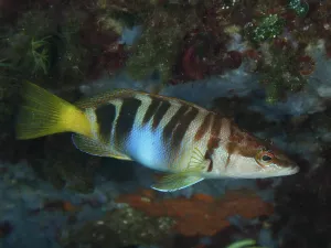 Camouflaged Fish Drucke: A fish with stripes, scribbled perch (Serranus scriba)