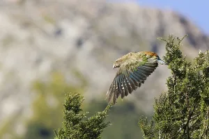 Uninhabited Coastal Shores Drucke: In flight