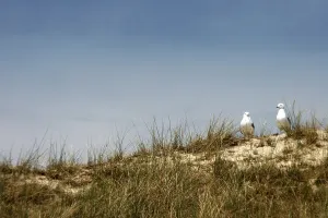 Deserted Beach In Northern Germany Drucke: FlightPause