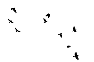Wild Animal Group Drucke: Flock of crows