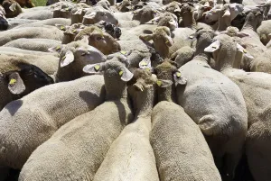 Domesticated Sheep Breeds Drucke: Flock of sheep
