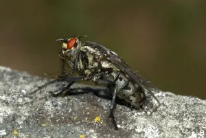 Insect Close Up Images Drucke: Fly