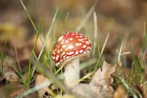 Poisonous Mushrooms In Nature Drucke: Fly Agaric Toadstool
