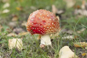 Toxic Fungus Drucke: Fly Agaric Toadstool