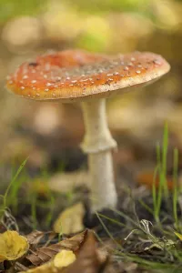 Amanita Strobiliformis Species Drucke: Fly Agaric Toadstool