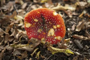 Red Mushroom Drucke: Fly Agaric Toadstool