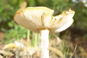 Coniferous Tree Background Drucke: Fly Agaric Toadstool